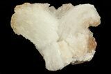 Ram's Horn Selenite Formation - Morocco #69900-2